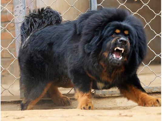 PoulaTo: Tibetan Mastiff